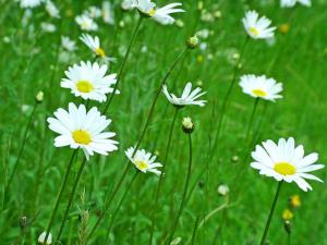 Simbolična fotografija: Rože